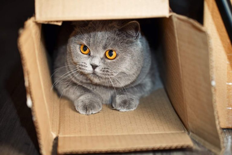 Chat dans un carton - crédit photo : FotoMirta via Shutterstock