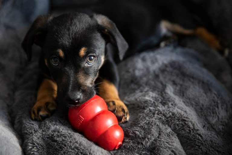 Chient avec un jouet kong - crédit photo : nataliajakubcova via Shutterstock