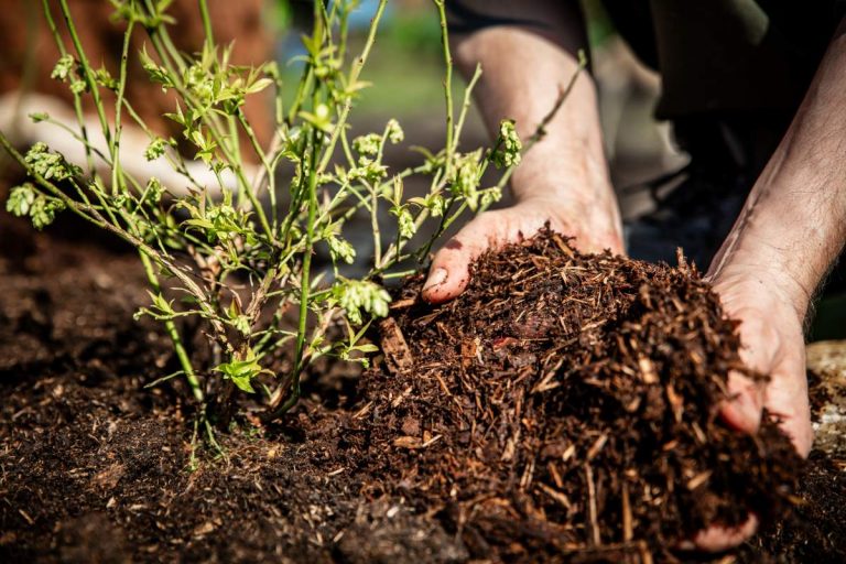 Technique du mulching - crédit photo : Miriam Doerr Martin Frommherz via Shutterstock